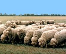 Асканійських  тонкорунних овець розводитимуть на Тернопільщині